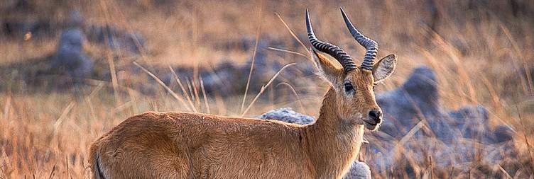 Kafue's Wildlife