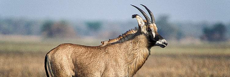 Kafue magic