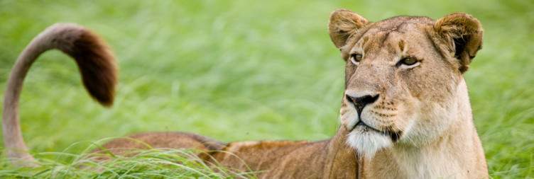 Fly to Kafue National Park