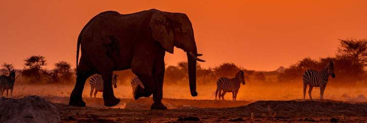 Game Viewing in Kafue National Park