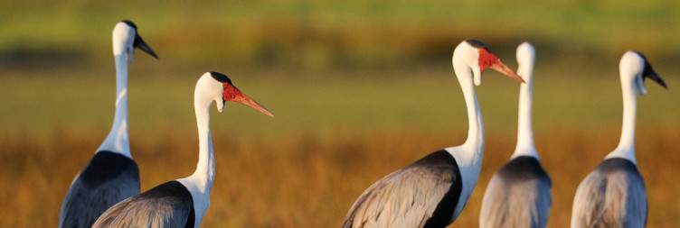 Liuwa Plain National Park