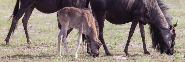 Liuwa Plain National Park