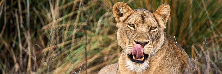 Lower Zambezi Safari Adventure