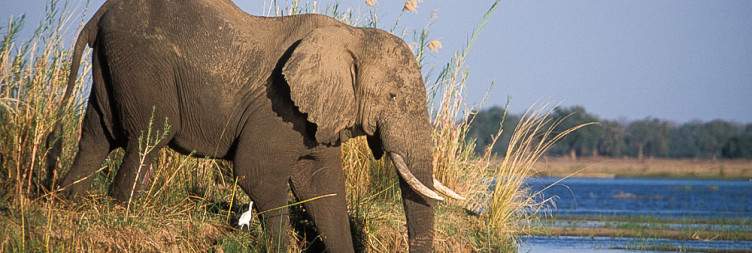 4-Day 30 Percent off Lower Zambezi National Park