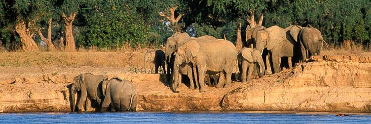 Magic of the Zambezi
