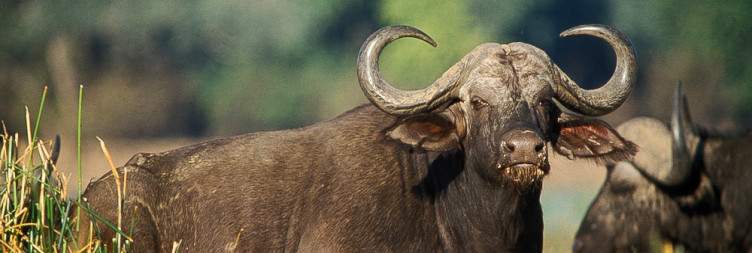 Explore Lower Zambezi National Park