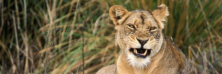 Zambezi adventure