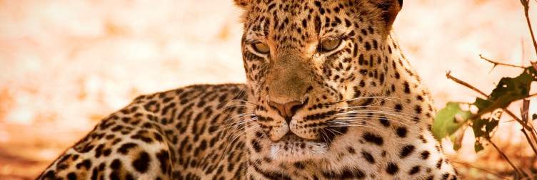 Transfer to Lower Zambezi National Park