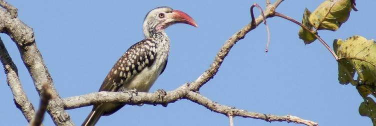 Luambe National Park