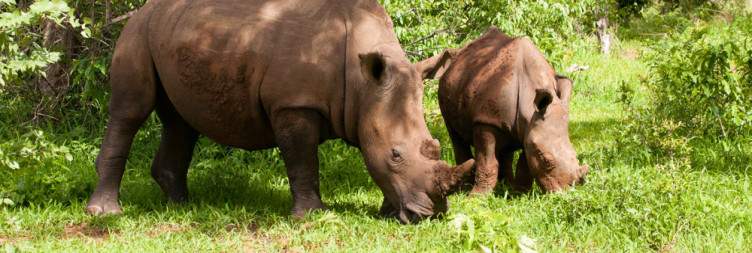 Game Drive and Rhino Sightings