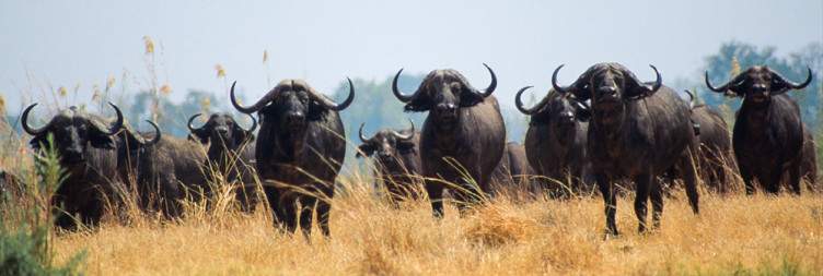 Transfer to North Luangwa