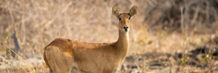 Exploring North Luangwa