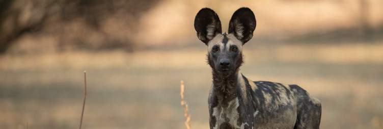 North Luangwa National Park