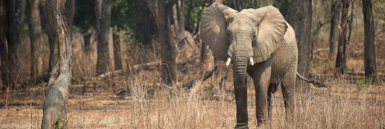 North Luangwa Wilderness Safari