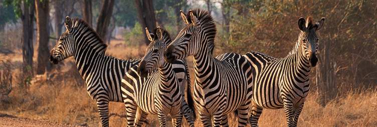 Transfer to South Luangwa National Park