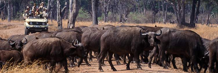 Exploring South Luangwa National Park