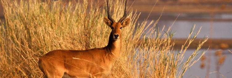 Explore South Luangwa National Park
