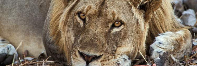Transfer to Kapamba Bush Camp