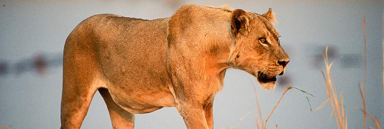 Exploring South Luangwa National Park