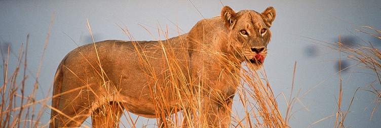 Exploring South Luangwa National Park