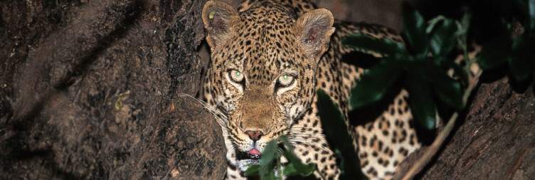 Bush Camp Experience at South Luangwa National Park