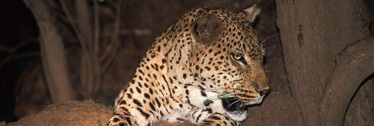 South Luangwa National Park: Three Rivers Camp