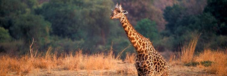 Adventure in South Luangwa National Park