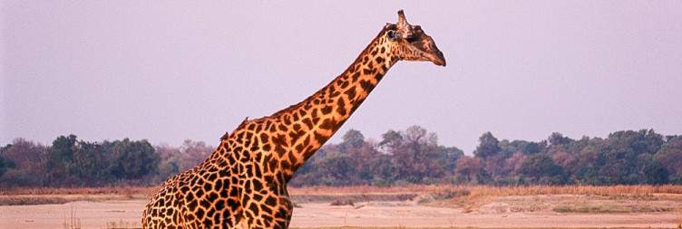 South Luangwa National Park-Kafunta River Lodge