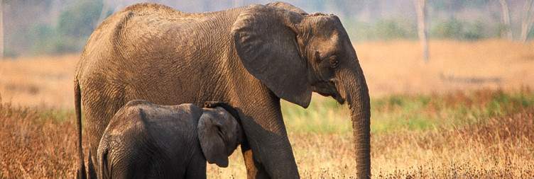 Transfer to Tena Tena, South Luangwa National Park