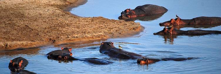 South Luangwa National Park Game Viewing