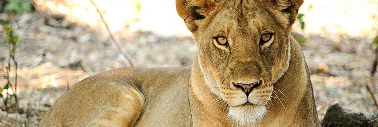 Transfer to Three Rivers Camp, South Luangwa National Park
