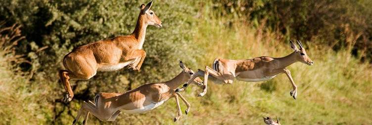 Bangweulu Swamps