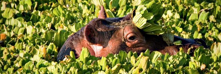Exploring South Luangwa National Park