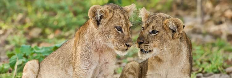 Arrival in Zambia & Transfer to South Luangwa National Park