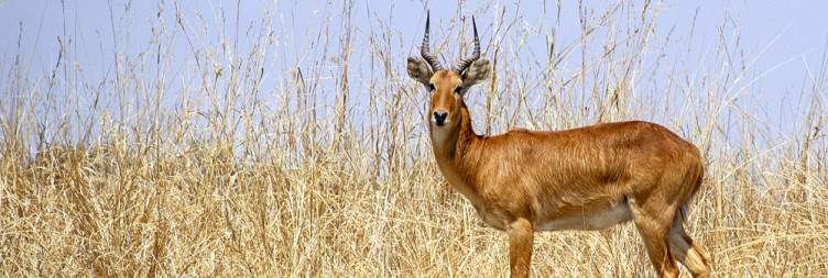 South Luangwa National Park