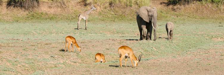 Arrival in Zambia & Transfer to South Luangwa National Park