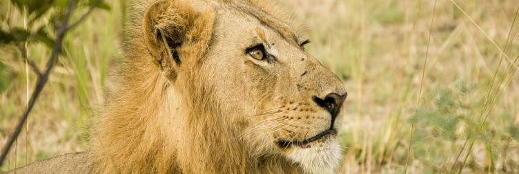 South Luangwa National Park Exploration