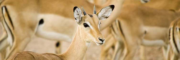 Arrival in Zambia and Transfer to South Luangwa National Park