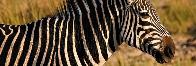 Walking Safari in South Luangwa NP