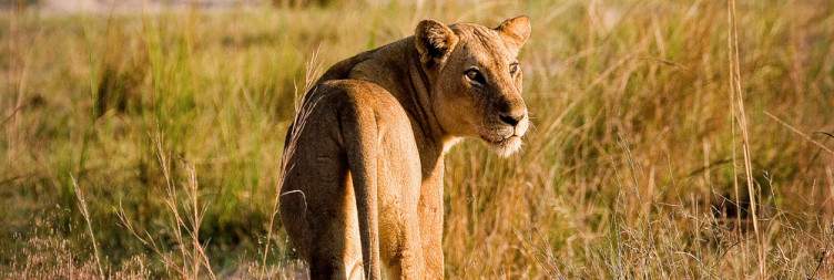 Full-day at Chindeni Lodges