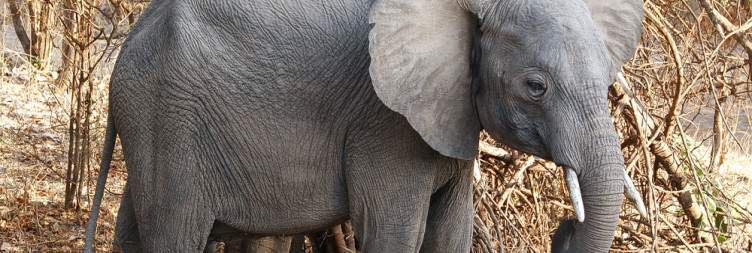 Exploring South Luangwa National Park