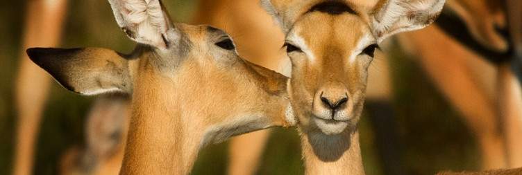 Full Safari Adventure in South Luangwa National Park