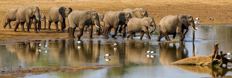 Safari inside South Luangwa National Park