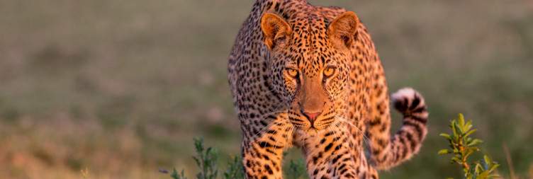 Go Deeper in South Luangwa