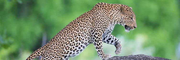South Luangwa National Park