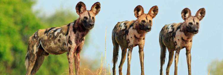 Fly to South Luangwa