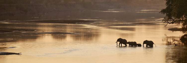 South Luangwa National Park