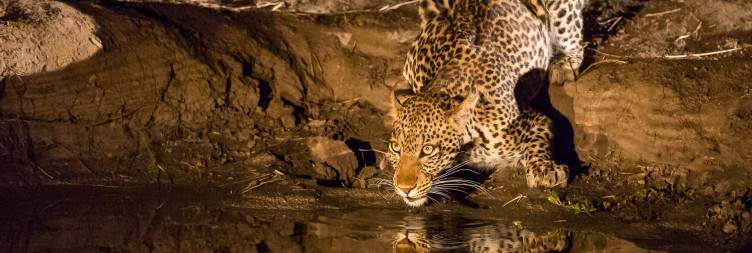 South Luangwa Safari