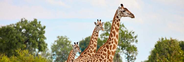 Walking Safari in South Luangwa NP