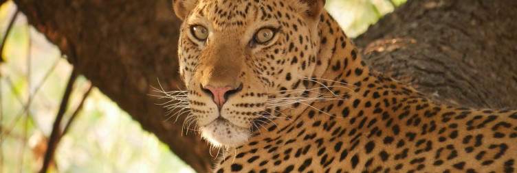 Exploring South Luangwa
